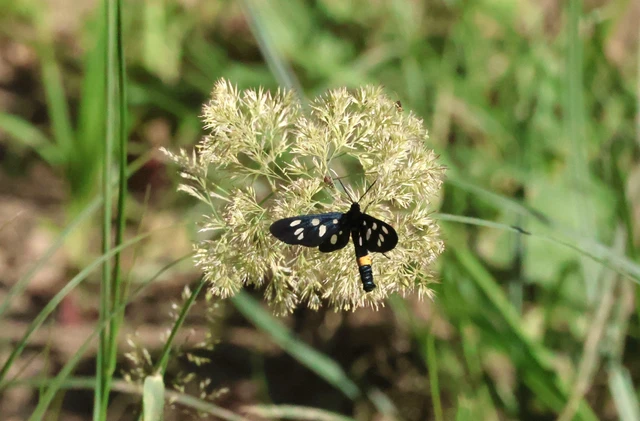 Amata phegea - fehérpettyes álcsüngőlepke
