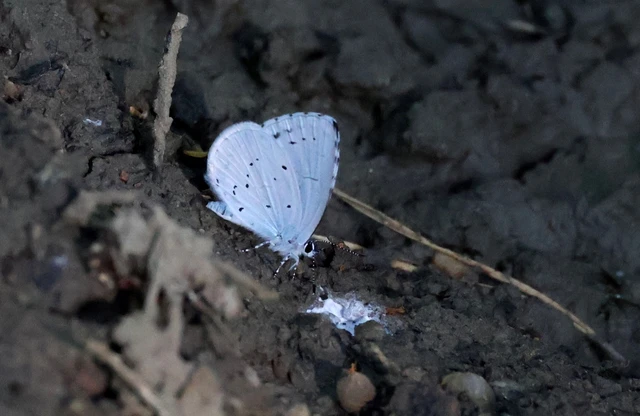 Celastrina argiolus - bengeboglárka