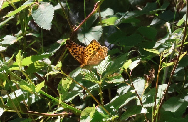 Argynnis paphia - nagy gyöngyházlepke