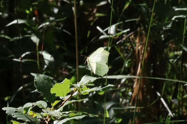 Gonepteryx rhamni - citromlepke