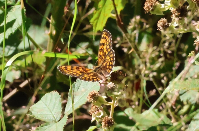Melitaea athalia - közönséges tarkalepke