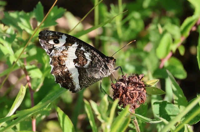 Brintesia circe - fehéröves szemeslepke