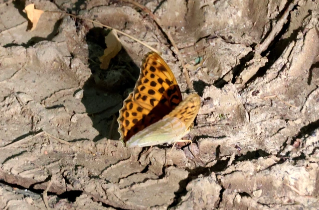 Argynnis paphia - nagy gyöngyházlepke