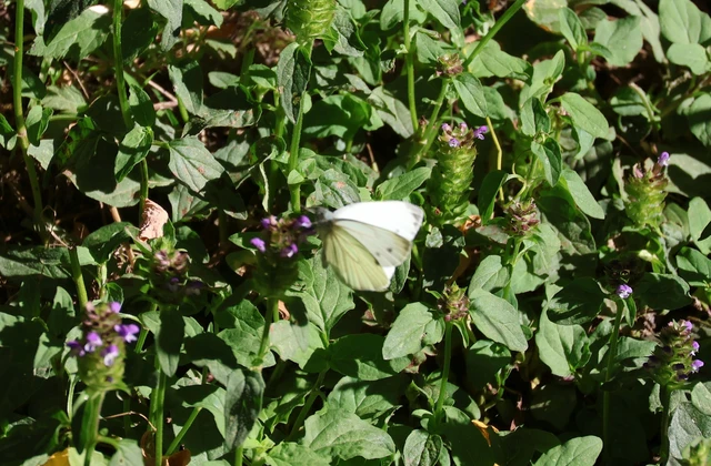 Pieris rapae - répalepke
