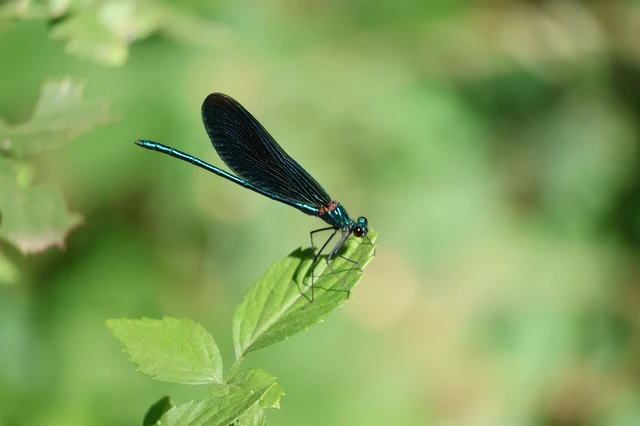 Calopteryx virgo - kisasszony-szitakötő