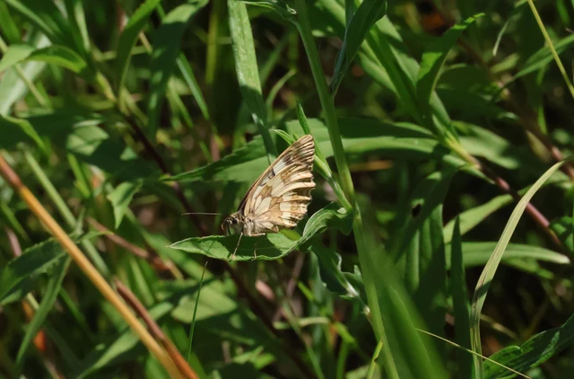 Melanargia galathea - sakktáblalepke