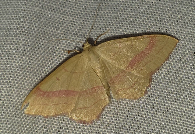 Rhodostrophia vibicaria - pirosszélű araszoló