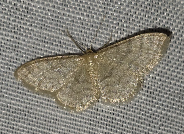 Idaea dilutaria - napvirág-apróaraszoló