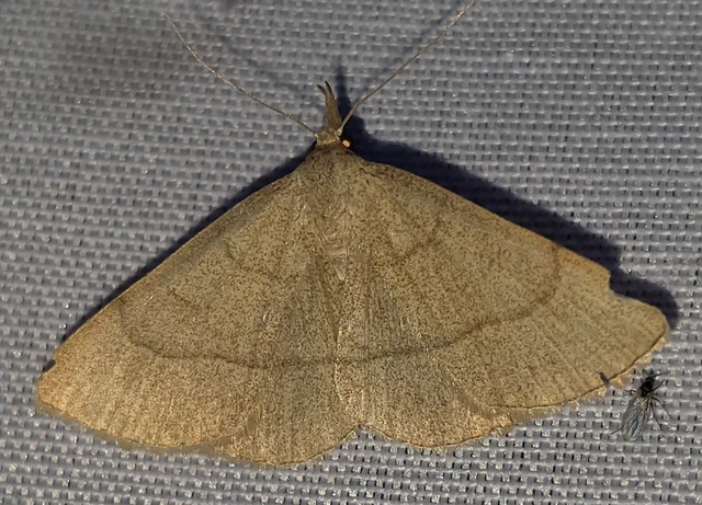 Paracolax tristalis - sárgás karcsúbagoly