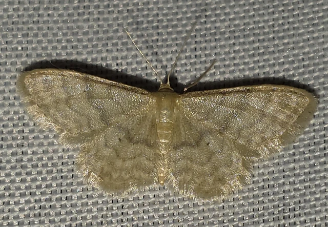 Idaea dilutaria - napvirág-apróaraszoló