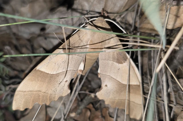 Marumba quercus - tölgyfaszender