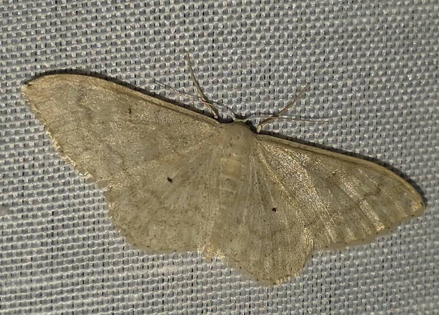 Idaea deversaria - egyszínű sávosaraszoló