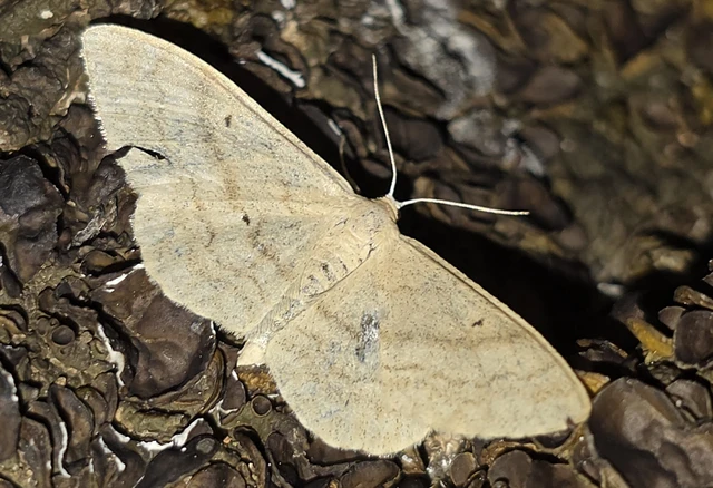 Idaea deversaria - egyszínű sávosaraszoló