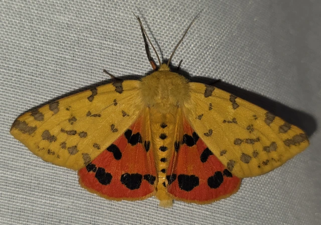 Rhyparia purpurata - bíborszínű medvelepke