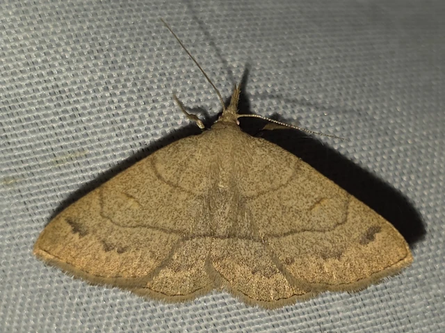 Paracolax tristalis - sárgás karcsúbagoly