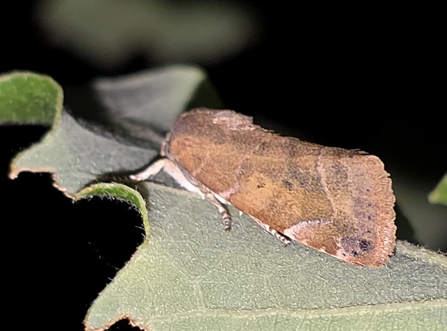 Cosmia affinis - barna lombbagoly