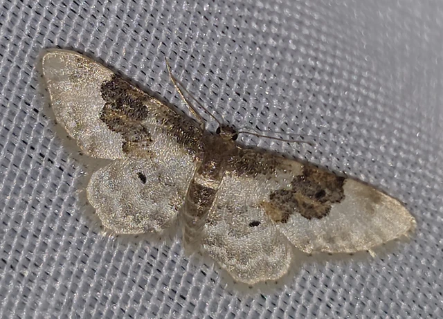 Idaea rusticata - tarka apróaraszoló