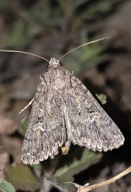 Dichagyris forcipula - szürkésbarna földibagoly