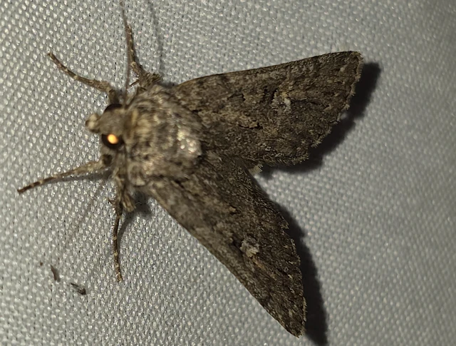 Dichagyris forcipula - szürkésbarna földibagoly