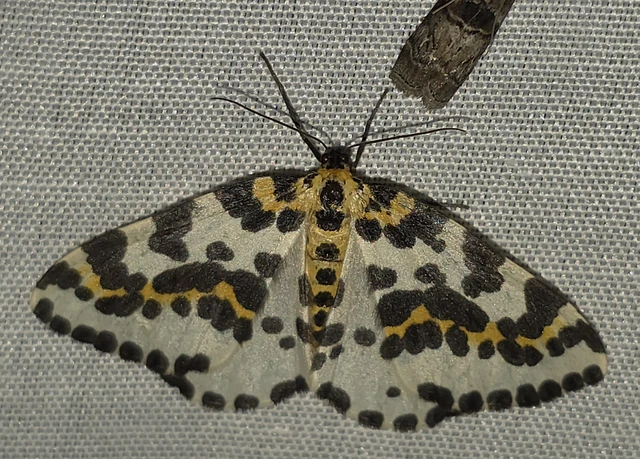 Abraxas grossulariata - köszméte-araszoló