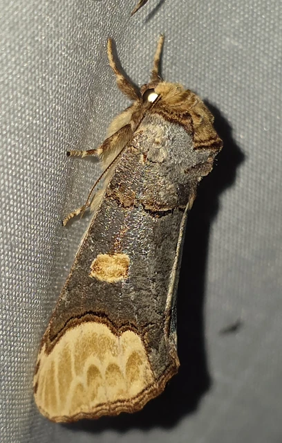 Phalera bucephaloides - magyar púposszövő