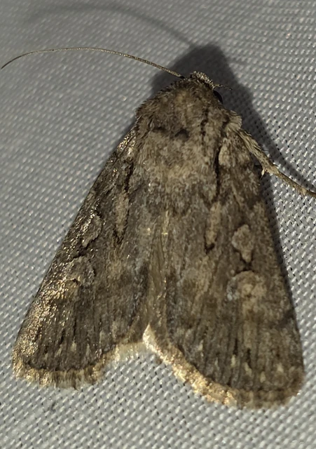 Dichagyris forcipula - szürkésbarna földibagoly