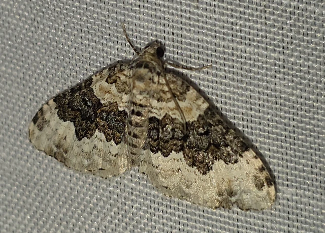 Epirrhoe galiata - sávos galajaraszoló