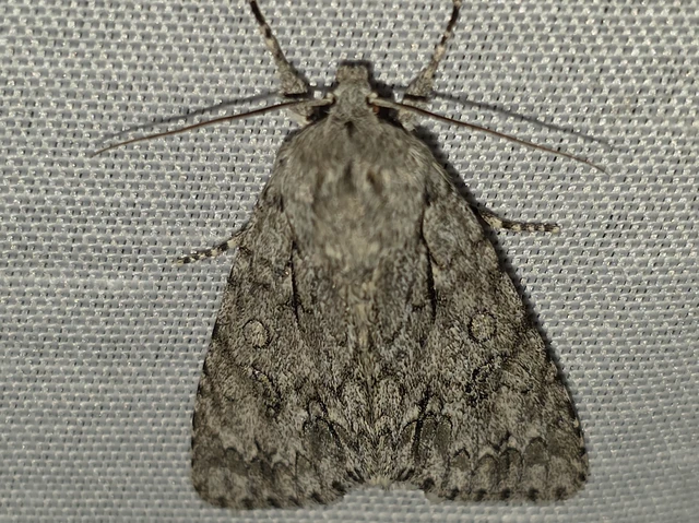 Acronicta aceris - vadgesztenye-szigonyosbagoly