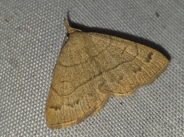 Paracolax tristalis - sárgás karcsúbagoly