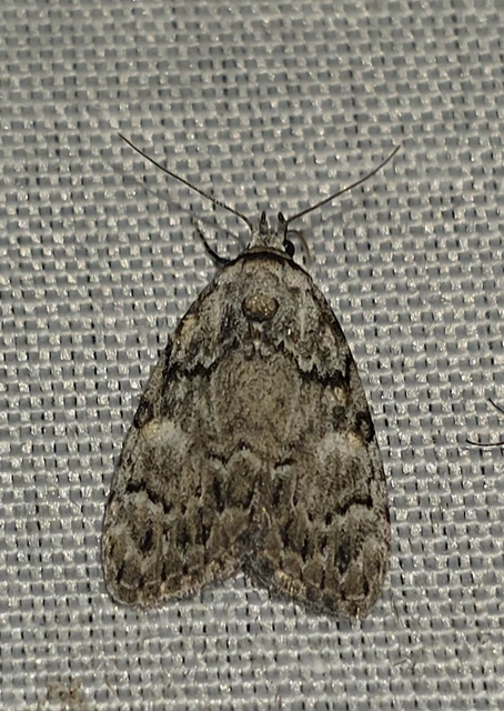 Meganola strigula - hamvas pamacsosszövő