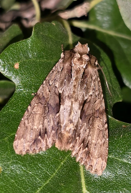 Apamea monoglypha - nagy dudvabagoly