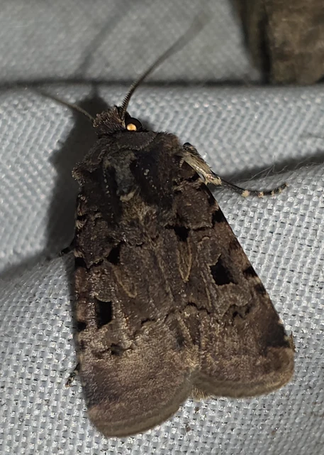 Chersotis rectangula - barna földibagoly