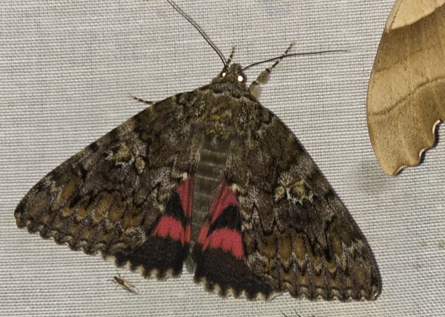 Catocala sponsa - tölgyfa-övesbagoly