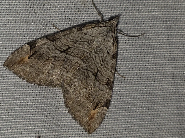 Aplocera plagiata - szürke csíkosaraszoló