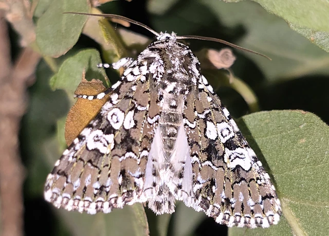 Lamprosticta culta - hármasfoltú bagoly