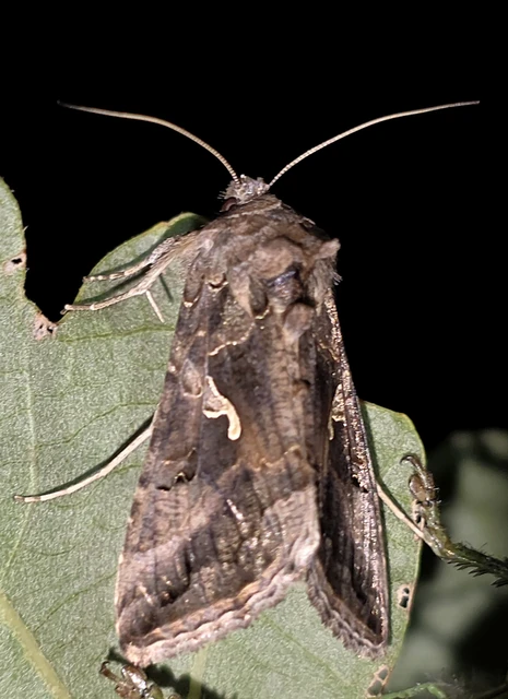 Autographa gamma - gammalepke