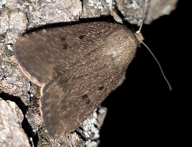 Amphipyra tragopoginis - bakszakállbagoly