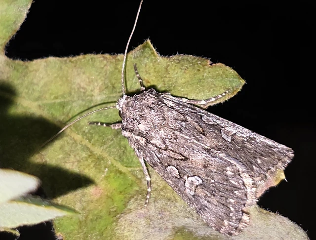 Dichagyris forcipula - szürkésbarna földibagoly