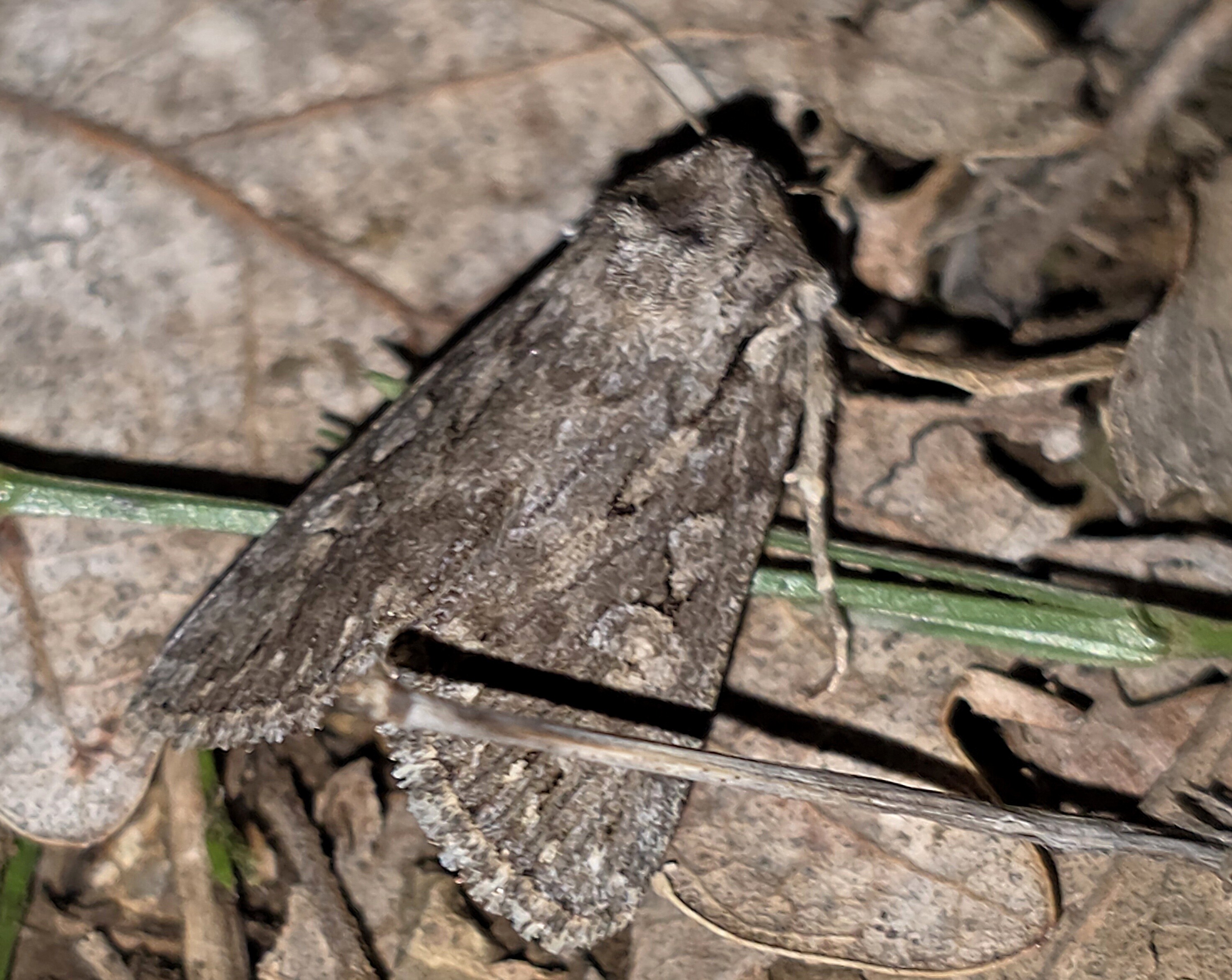 Dichagyris forcipula - szürkésbarna földibagoly