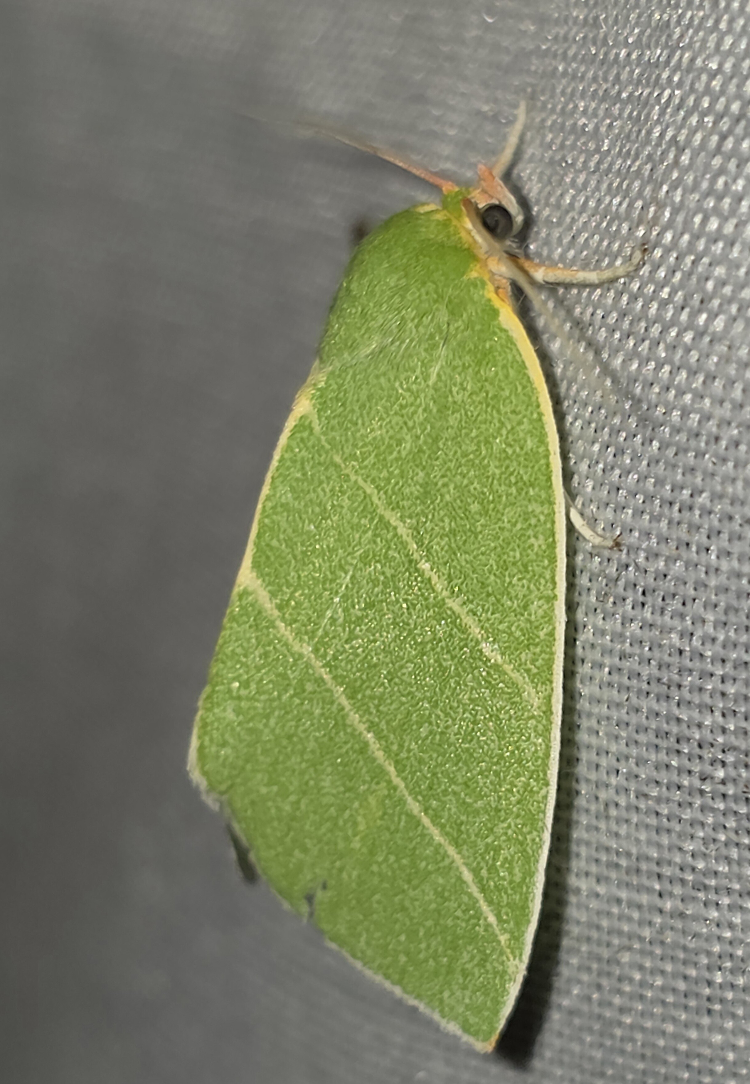 Bena bicolorana - tölgyfa-zöldbagoly