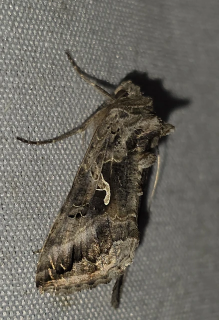 Autographa gamma - gammalepke