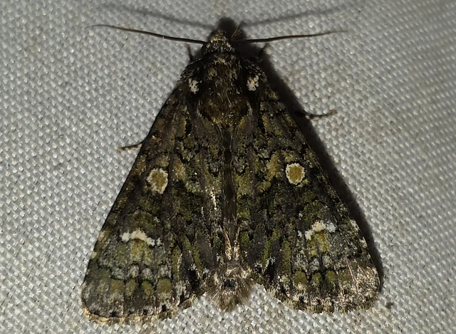 Craniophora ligustri - fagyalbagoly