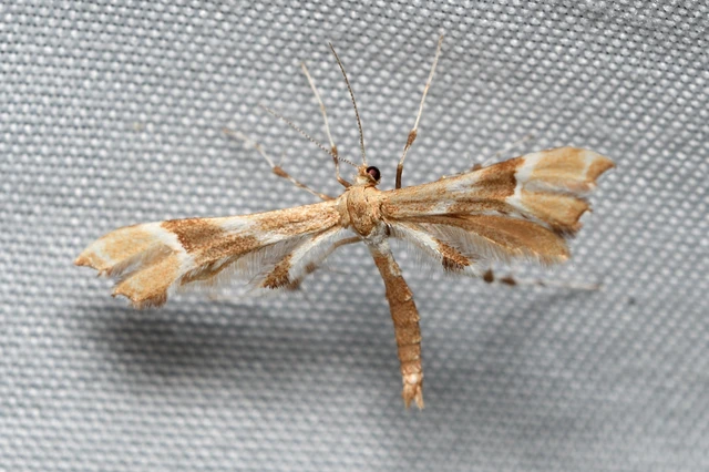 Cnaemidophorus rhododactyla - rózsabogyó-tollasmoly