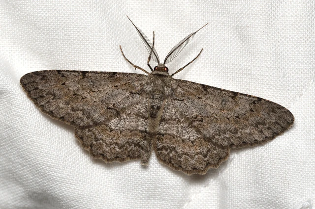 Hypomecis punctinalis - pettyes faaraszoló