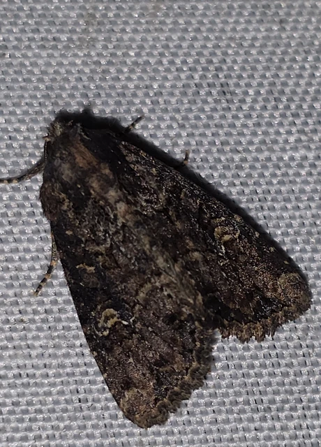 Mesapamea secalella/secalis