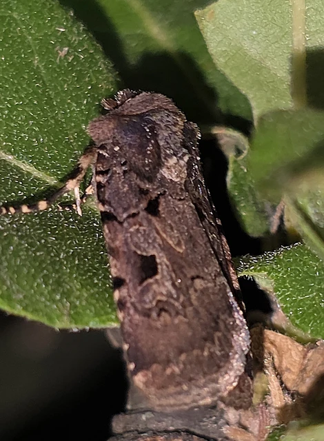 Chersotis rectangula - barna földibagoly
