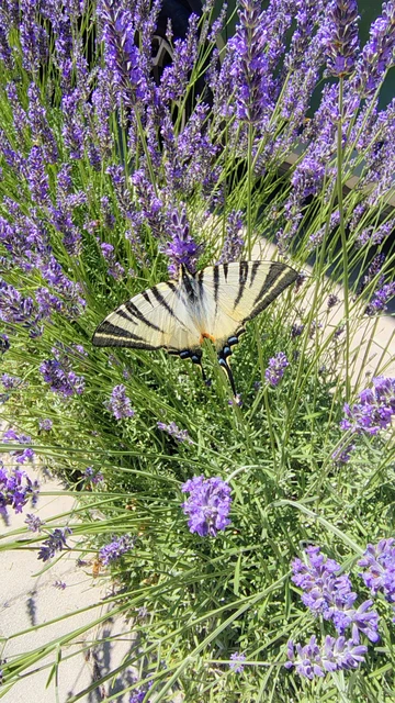 Iphiclides podalirius - kardoslepke
