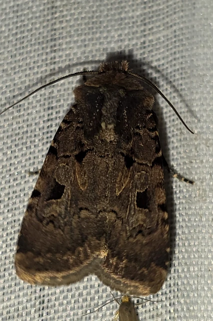 Chersotis rectangula - barna földibagoly
