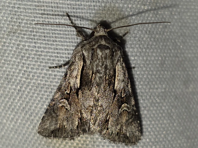 Chloantha hyperici - orbáncfű-sugarasbagoly
