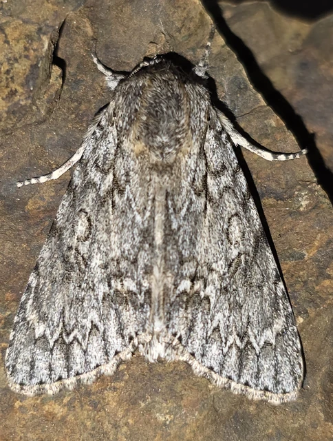 Acronicta aceris - vadgesztenye-szigonyosbagoly